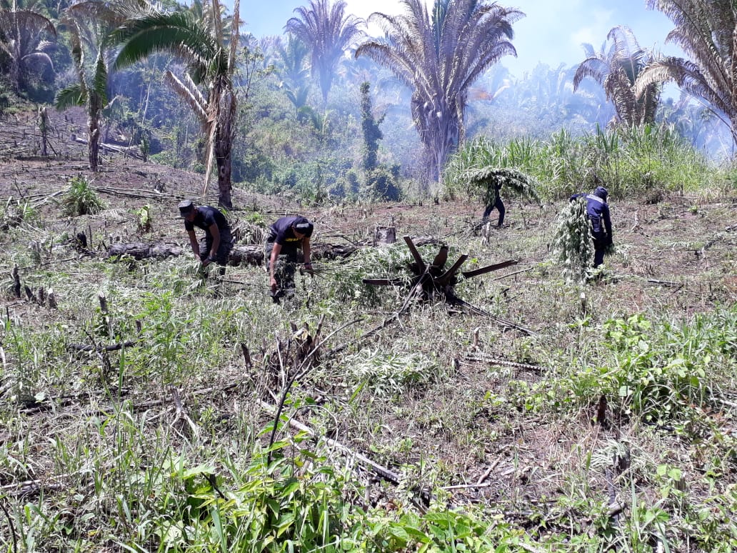 Col N Fusina Destruye M S De Mil Plantas De Marihuana Sedena